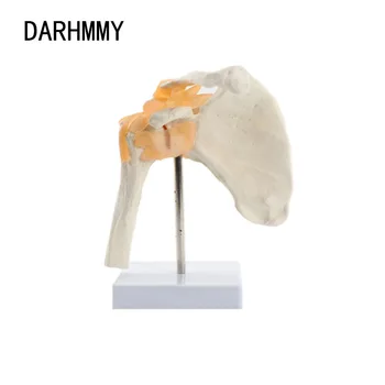 DARHMMY 1:1 Модел на раменната става Човек с Связками и Основен виртуален скелет Модел Анатомический Инструмент Анатомия на Костите Хора Медицинска
